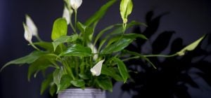 Як розділити спатифілум, щоб отримати більше квітів та покращити здоров'я коренів