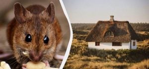 Миші втечуть із вашого будинку навіть без отрути: ось як можна їх відвадити