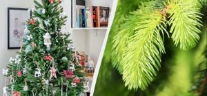 Умные фермеры не выбрасывают елку - это ценное удобрение: 3 способа использования