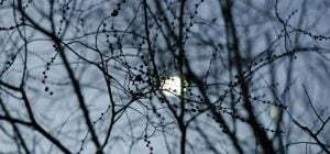 Как планировать январь 2026: лунный календарь подскажет ваши удачные дни