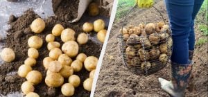 Вот почему ваша картошка вырастает мелкой: 7 грубых ошибок дачников