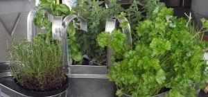 6 трав, которые стоит начать выращивать из семян уже сейчас, чтобы получить урожай весной