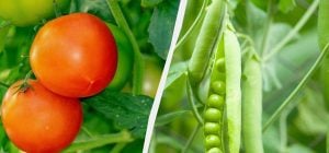 Експерти назвали 7 овочів, які варто посадити в січні