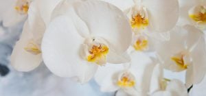 Всього одна помилка заважає орхідеї цвісти - перевірте, чи не робите ви її