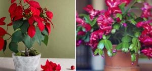 Якщо не вистачає кольорів взимку: які квіти цвітуть взимку на підвіконні