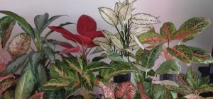 Эксперты посоветовали 5 растений, которые поднимут настроение и украсят дом