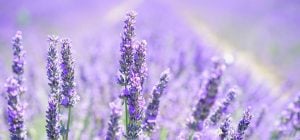 Рослини для саду, які насправді допомагають почуватися спокійніше