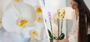 Нет цветов: что делать, если орхидея ушла в "покой"