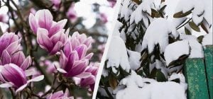 Як зберегти магнолію взимку: 6 порад, щоб квіти не замерзли