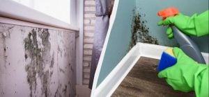 Копійчаний засіб "вбиває" цвіль за 1 годину: можна застосовувати у ванній та на стінах