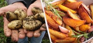 Названо 6 найсмачніших сортів картоплі в Україні: фермери їх обожнюють