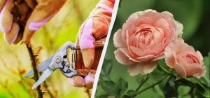 Зараз найкращий час для живцювання троянд: ось як їх розмножити - вийде у кожного