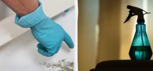 Плесень больше не вернется: доступное средство спасет стены от темных пятен