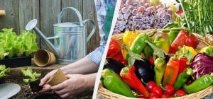 Точний посівний календар на лютий 2026: найкращі дні для висадки розсади