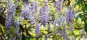 Красивые, но опасные: 11 растений, которые никогда не стоит сажать у дома