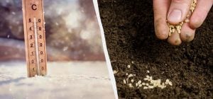 Уже в мае будет полный огород: что сеять в феврале на рассаду