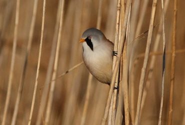 В Одесской области в фотоловушку попала яркая усатая птица: что о ней известно (видео)