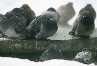 На заході України очікується небезпечний вітер: ДСНС попередила, коли бути пильними