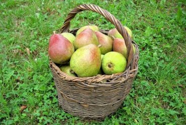 Как вырастить грушевое дерево в помещении: эксперты раскрыли секрет сладких плодов