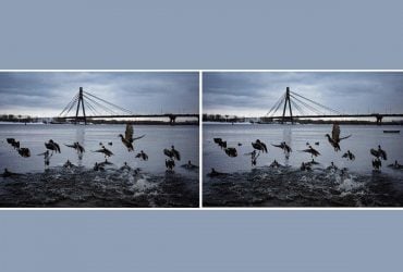 Треба знайти 3 відмінності на фото з качками за 10 секунд: дивовижна головоломка