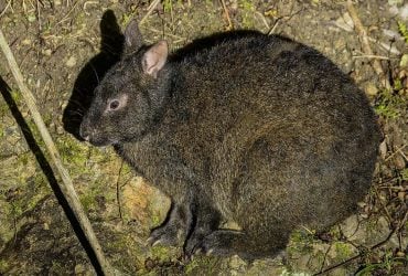 Этот редкий заяц не изменился за 6 миллионов лет и скрывается в японских лесах