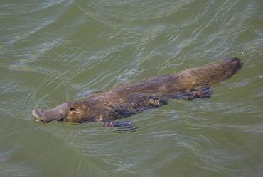 В мире есть млекопитающее, которое откладывает яйца и потеет молоком