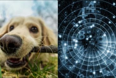 Люди, які народилися у ці місяці, вміють розуміти тварин без слів