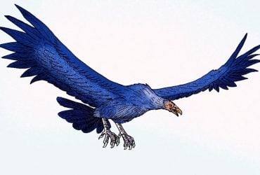 Пернатый гигант размером с самолет: биолог рассказал о крупнейшей птице в истории