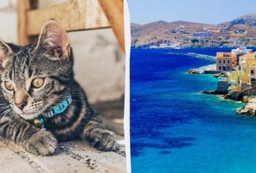Угода мрії: острів у Греції пропонує безкоштовне житло в обмін на догляд за котами