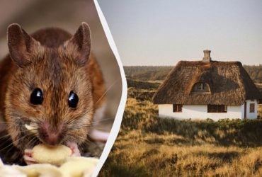 Мыши убегут из вашего дома даже без отравы: вот как можно их отвадить