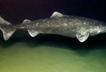 Может весить почти тонну и жить более 400 лет: что это за 7-метровая рыба