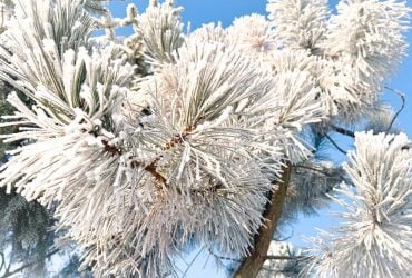 На выходных в Украину нагрянут сильные морозы до -17°