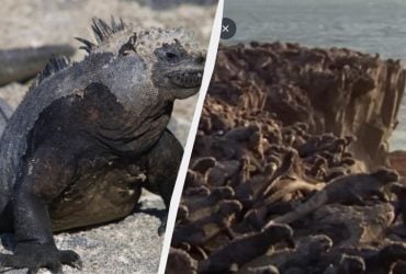 Чхають сіллю і можуть до години не дихати: що відомо про унікальних мешканців океану