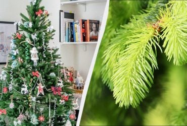 Розумні фермери не викидають ялинку - це цінне добриво: 3 способи використання