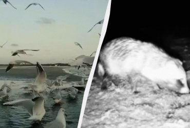 На Одещині природа влаштувала птахам та тваринам розкішний бенкет на воді (відео)