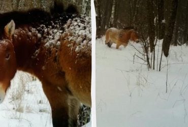 По коліна в снігу: біля Чорнобиля зафіксували рідкісного коня (відео)