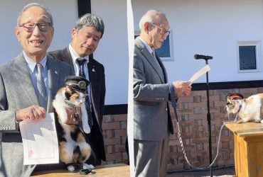 В Японии кошек назначают начальниками железнодорожных станций, и это приносит деньги