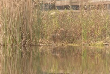 Расчистил водоем, чтобы попить: биолог поймал удивительного хищника (фото)