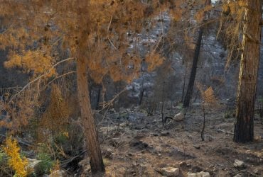 Мільйони років тому рослини втратили здатність поглинати вуглець, і це може повторитися