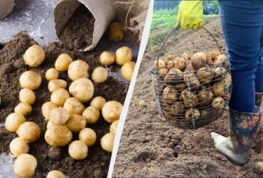 Ось чому ваша картопля виростає дрібною: 7 грубих помилок дачників