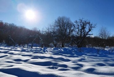 Засыпанные снегом леса во Львовской области