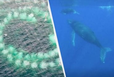 Охотятся с помощью сети из пузырьков: интересные факты о горбатых китах