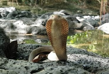 Эти змеи могут лишить человека зрения, даже не укусив: биолог объяснил, как это возможно