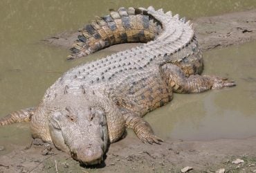 Найбільша в світі рептилія здатна переплисти океан без особливих зусиль: як їй це вдається