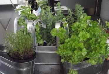 6 трав, которые стоит начать выращивать из семян уже сейчас, чтобы получить урожай весной