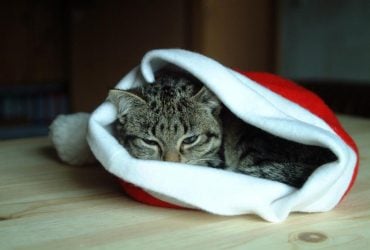 Нужно ли согревать кота зимой, и когда кошка начинает страдать от холода в квартире