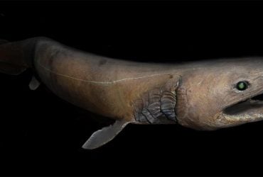 Жила за часів динозаврів: що відомо про одну з найзагадковіших риб на планеті