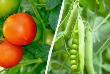 Експерти назвали 7 овочів, які варто посадити в січні