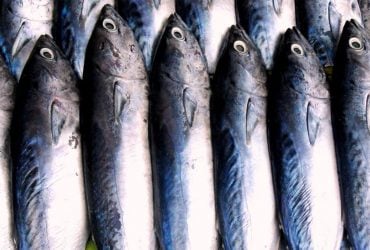 Почему скумбрия разлазится и сколько месяцев ее можно хранить: объяснение диетолога