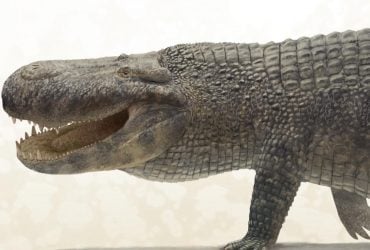 Учені назвали тварину з найсильнішим укусом в історії, і це не динозавр